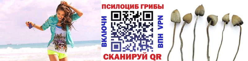 Псилоцибиновые грибы Psilocybine cubensis  Купить где  Зима 